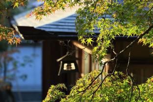 葵 哲学の道