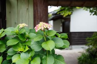 旅館 古都の花心