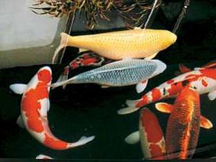 スパ民宿 お宿いぐち