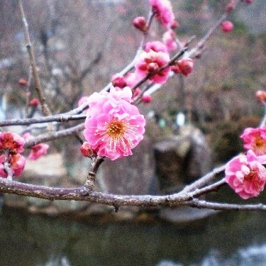 Uetoh Ryokan