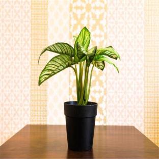 ［なんば］アパートメント（80m²）｜ 4ベッドルーム／2バスルーム