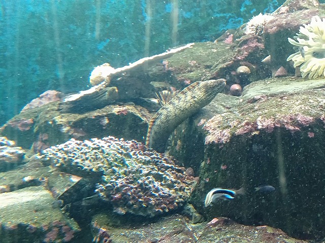 京都大学 白浜水族館 京都大学 白浜水族館