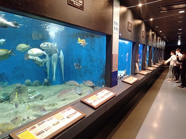 京都大学 白浜水族館 京都大学 白浜水族館
