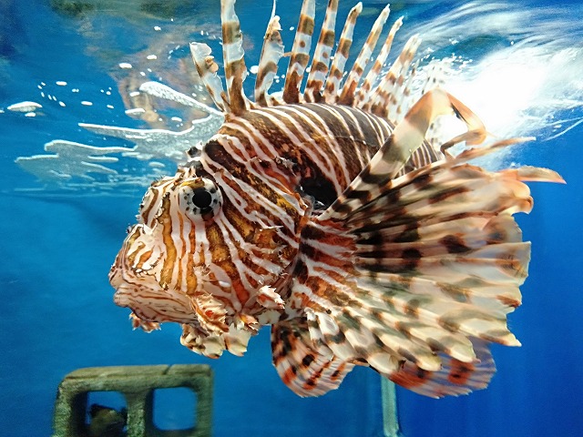 京都大学 白浜水族館 京都大学 白浜水族館