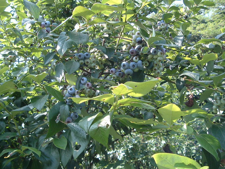 Pension Tenshi no Tsubasa