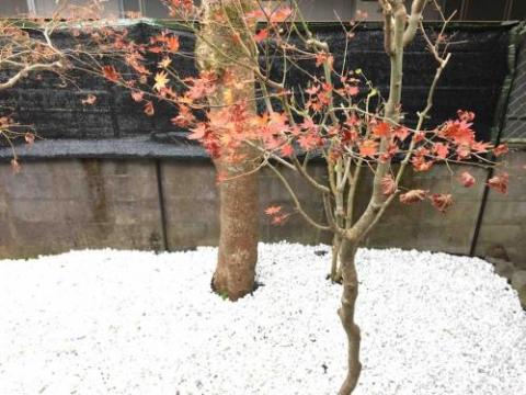 green house 1-MT.fuji GOTEMBA-