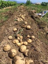 信州わかほジビエ B&B