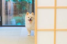 一条かりん
