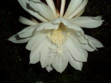 Minshuku Funamiso (Hachijojima)